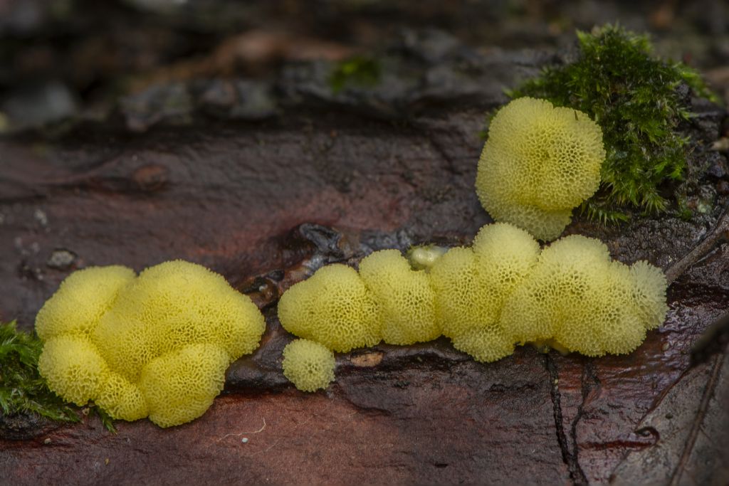 Ceratiomyxa fruticulosa var. porioides